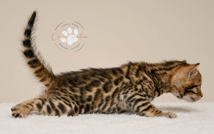 Bengal kitten for sale